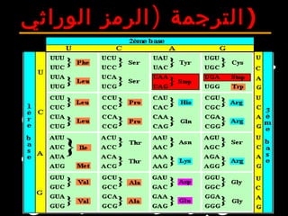 )‫الوراثي‬ ‫الرمز‬ ‫الترجمة‬)
•: ‫الترجمة‬‫السيتوبلزم‬ ‫في‬ ‫تتم‬
‫تترجم‬ ‫حيث‬ ‫الريبية‬ ‫الجسيمات‬ ‫بفضل‬
‫أميني‬ ‫حمض‬ ‫إلى‬ ‫رمزية‬ ‫وحدة‬ ‫كل‬
:‫على‬ ‫الوراثي‬ ‫الرمز‬ ‫يشمل‬ ‫محدد‬64
‫إلى‬ ‫ترمز‬ ‫رمزية‬ ‫وحدة‬20‫حمض‬
‫حمض‬ ‫لكل‬ ‫يعطي‬ ‫مما‬ ‫مختلف‬ ‫أميني‬
:‫يتميز‬ ‫مناسبة‬ ‫رمزية‬ ‫وحدة‬ ‫من‬ ‫أكثر‬
.‫بالتكرار‬ ‫الرمز‬3‫لها‬ ‫ليس‬ ‫وحدات‬
‫قف‬ ‫بوحدات‬ ‫تعرف‬ ‫معنى‬Stop‫على‬
 