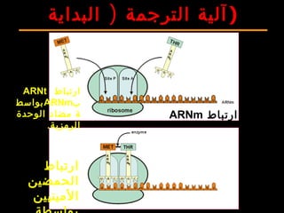 )‫البداية‬ ‫الترجمة‬ ‫)آلية‬
‫ارتباط‬ARNm
‫بالريبوزوم‬
‫ارتباط‬ARNt
‫ب‬ARNm‫بواسط‬
‫الوحدة‬ ‫مضاد‬ ‫ة‬
.‫الرمزية‬
‫ارتباط‬
‫الحمضين‬
‫المينيين‬
 