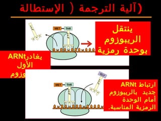 ‫ينتقل‬
‫الريبوزوم‬
‫رمزية‬ ‫بوحدة‬
‫يغادر‬ARNt
‫الول‬
‫الريبوزوم‬
‫ارتباط‬ARNt
‫بالريبوزوم‬ ‫جديد‬
‫الوحدة‬ ‫أمام‬
.‫المناسبة‬ ‫الرمزية‬
)‫الستطالة‬ ‫الترجمة‬ ‫)آلية‬
 