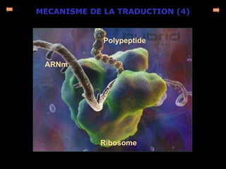 MECANISME DE LA TRADUCTION (4)
Ribosome
ARNm
Polypeptide
 