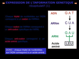 EXPRESSION DE L’INFORMATION GENETIQUE
récapitulatif (1)
Chaque  triplet  de  nucléotides  sur  l'ADN 
correspond à un codon de l'ARNm.
DONC : chaque triplet de nucléotides 
sur l'ADN correspond à un acide aminé.
Chaque codon de l'ARNm correspond à 
un anti-codon spécifique de l'ARNt.
Chaque  anti-codon  correspond  à  un 
acide aminé spécifique.
 