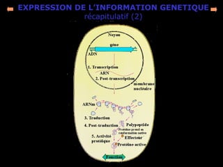 EXPRESSION DE L’INFORMATION GENETIQUE
récapitulatif (2)
 