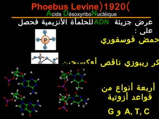 ‫جزيئة‬ ‫عرض‬ADN‫فحصل‬ ‫النزيمية‬ ‫للحلمأة‬
: ‫على‬
)1920(Phoebus Levine
‫من‬ ‫أنواع‬ ‫أربعة‬
‫أزوتية‬ ‫قواعد‬
A, T, C‫و‬G
‫فوسفوري‬ ‫حمض‬
‫أوكسيجين‬ ‫ناقص‬ ‫ريبوزي‬ ‫كر‬
Acide DésoxyriboNucléique
 