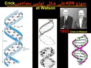 ‫نموذج‬ADN‫مضاعفين‬ ‫لولبين‬ ‫شكل‬ ‫على‬Crick
et Watson
1953 Crick et Watson
 
