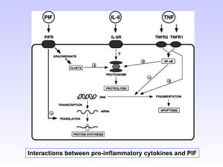 Interactions between pro-inflammatory cytokines and PIF 