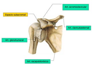 Art. acromioclavicular Art. claviculoesternal Art. glenohumeral Art. escapulotorácica Espacio subacromial 