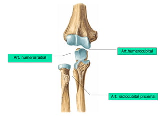 Art.humerocubital Art. humerorradial Art. radiocubital proximal 