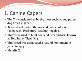 1. Canine Capers
 The X is considered to be the most ancient, and purest
dog breed in Japan.
 It was developed in the isolated district of Kai
(Yamanashi Prefecture) as a hunting dog.
 They were used to hunt boar and deer and also known
as Tora Inu or Tiger Dog
 This breed was designated a natural monument in
Japan in 1934.
 Identify X.
 