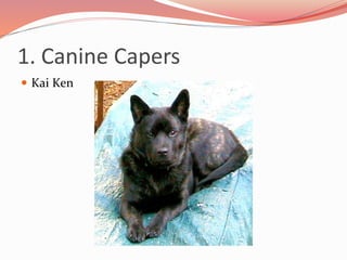 1. Canine Capers
 Kai Ken
 