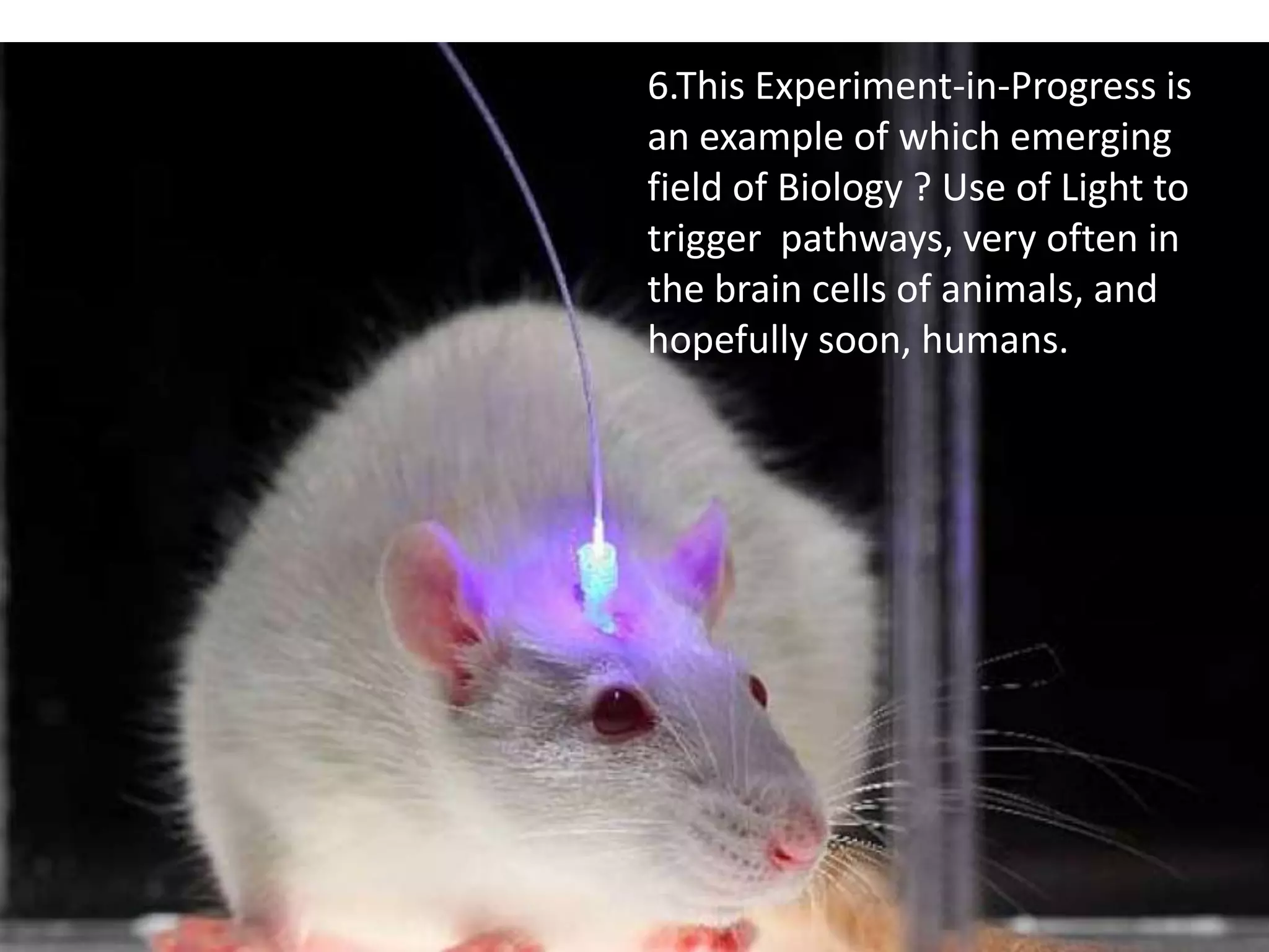 6.This Experiment-in-Progress is
an example of which emerging
field of Biology ? Use of Light to
trigger pathways, very often in
the brain cells of animals, and
hopefully soon, humans.
 