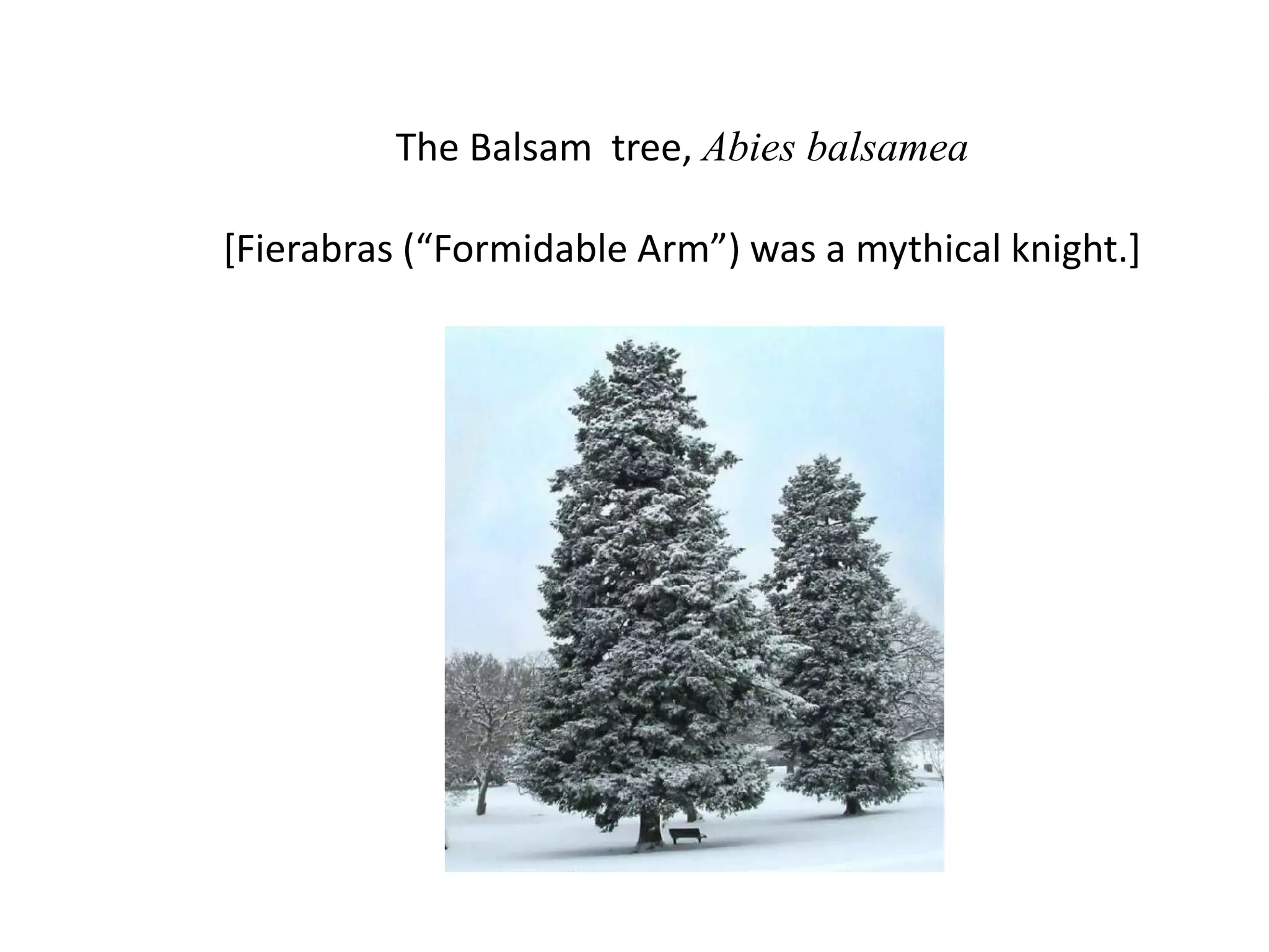 The Balsam tree, Abies balsamea
[Fierabras (“Formidable Arm”) was a mythical knight.]
 
