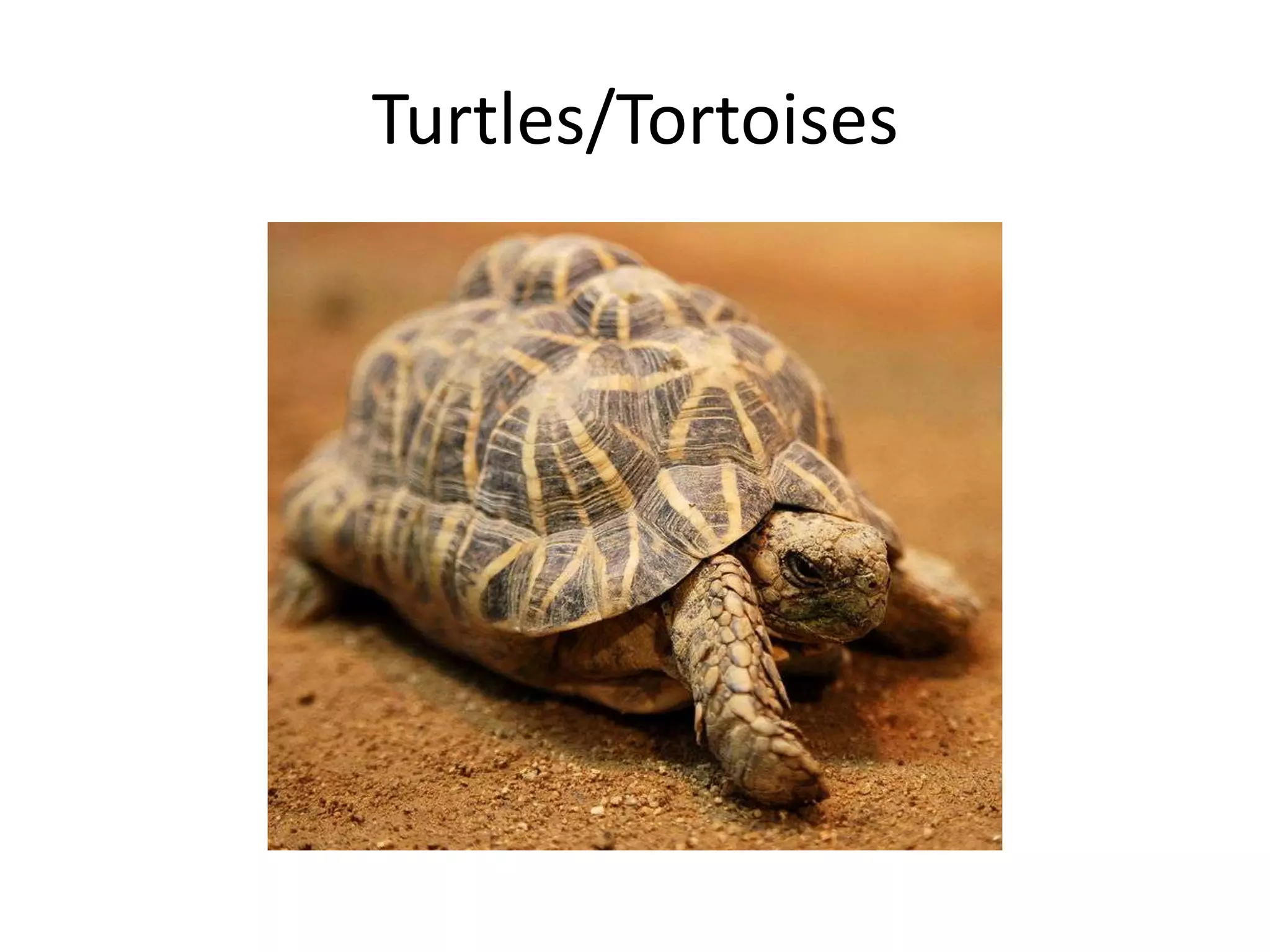 Turtles/Tortoises
 