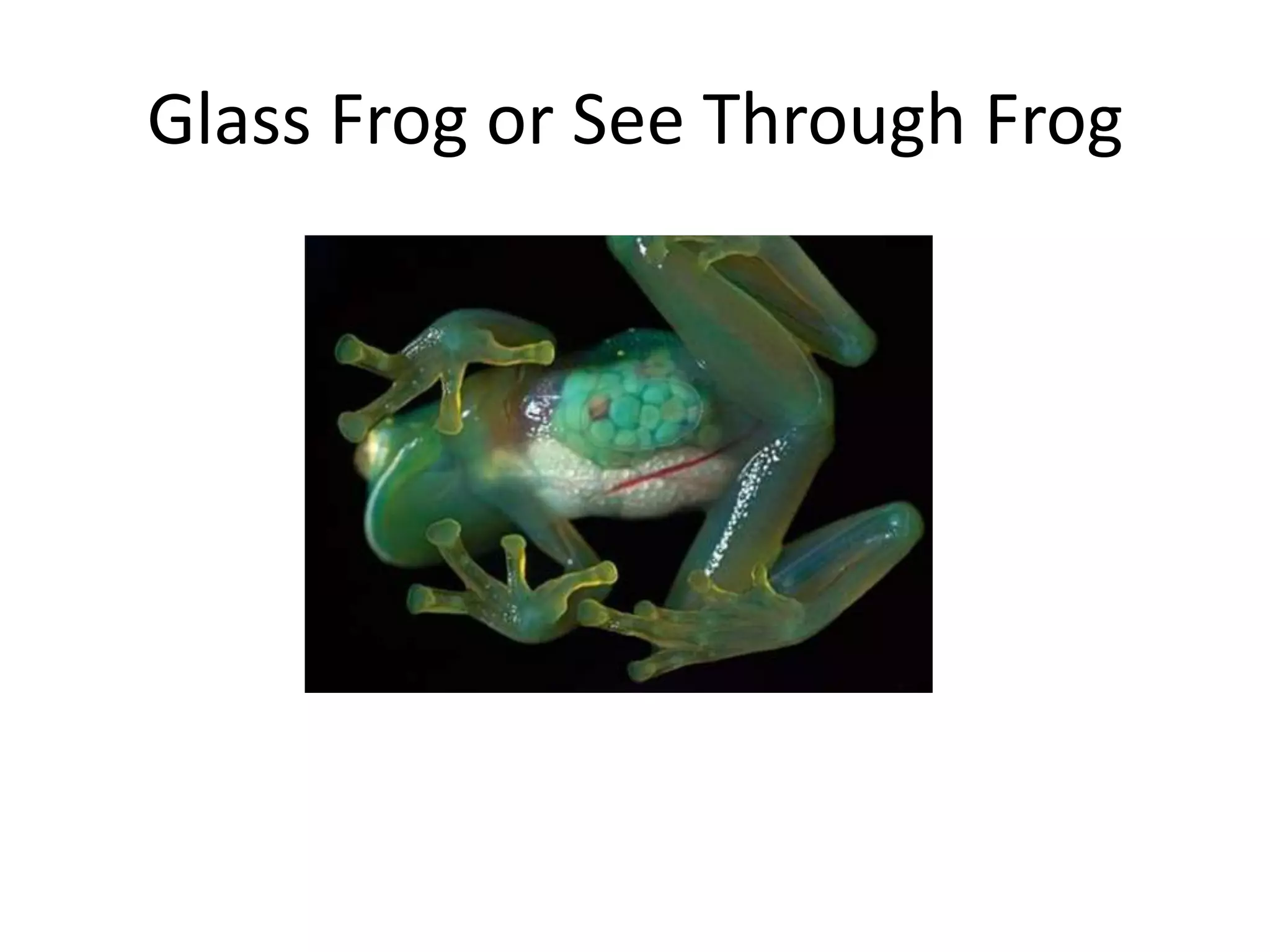 Glass Frog or See Through Frog
 