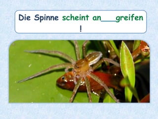Die Spinne scheint an___greifen
!
 