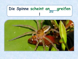 Die Spinne scheint an___greifen
!
zu
 