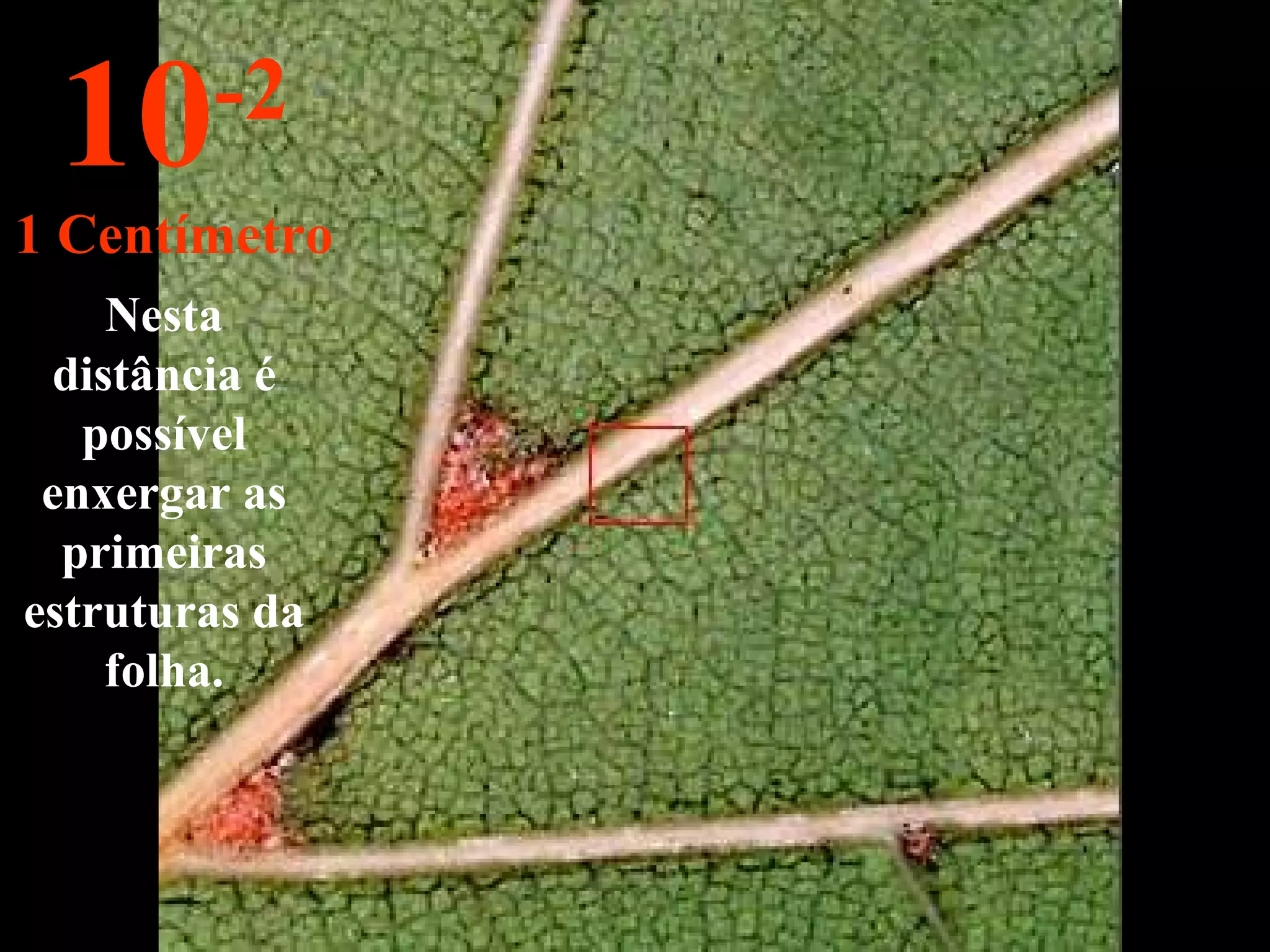 Nesta distância é possível enxergar as primeiras estruturas da folha. 10 -2 1 Centímetro 