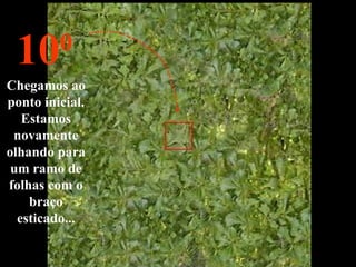 Chegamos ao ponto inicial. Estamos novamente olhando para um ramo de folhas com o braço esticado... 10 0 