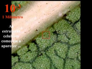 As estruturas celulares começam a aparecer ... 10 -3 1 Milímetro 