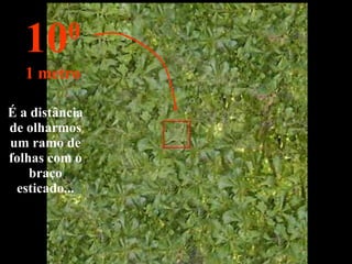 É a distância de olharmos um ramo de folhas com o braço esticado... 10 0 1 metro 