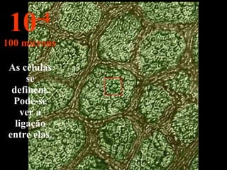 As células se definem. Pode-se ver a ligação entre elas. 10 -4 100 mícrons 
