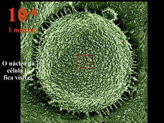 O núcleo da célula já fica visível. 10 -6 1 micron 