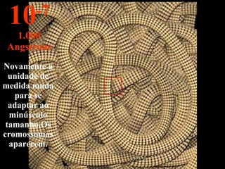 Novamente a unidade de medida muda para se adaptar ao minúsculo tamanho.Os cromossomas aparecem. 10 -7 1.000 Angstrons 
