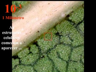 As estruturas celulares começam a aparecer ... 10 -3 1 Milímetro 