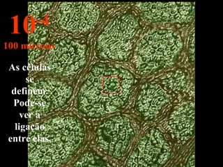 As células se definem. Pode-se ver a ligação entre elas. 10 -4 100 mícrons 
