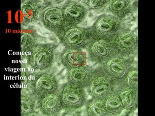 Começa nossa viagem ao interior da célula  10 -5 10 mícrons 