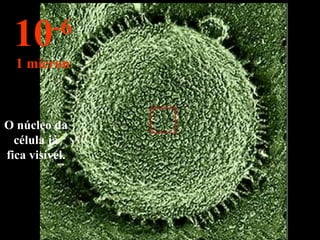 O núcleo da célula já fica visível. 10 -6 1 micron 