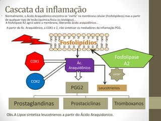 Cascata da inflamação
• Normalmente, o Ácido Araquidônico encontra-se ‘inerte’ na membrana celular (Fosfolipídeos) mas a partir
  de qualquer tipo de lesão (química,física ou biológica)...
  A fosfolipase A2 agirá sobre a membrana, liberando ácido araquidônico...
    A partir do Ác. Araquidônico, a COX1 e 2, irão sintetizar os mediadores da inflamação PGG.



                  Lesão
                                             Fosfolipídios

                                                                                        Fosfolipase
                      COX1                              Ác.                                 A2
                                                    Araquidônico
                                                                                       LIPOX*

                       COX2
                                                      PGG2                  Leucotrienos



         Prostaglandinas                              Prostaciclinas                    Tromboxanos

    Obs.A Lipox sintetiza leucotrienos a partir do Ácido Araquidonico.
 
