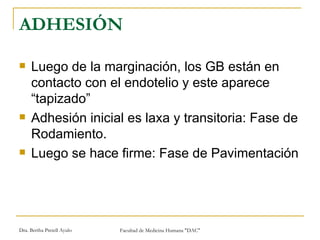 ADHESIÓN Luego de la marginación, los GB están en contacto con el endotelio y este aparece “tapizado”  Adhesión inicial es laxa y transitoria: Fase de Rodamiento. Luego se hace firme: Fase de Pavimentación 