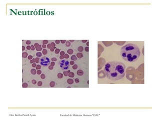 Neutrófilos 