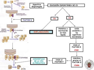 Uno de los principales objetivos del proceso de inflamación es atraer a los leucocitos al foco de la infección y permitir su paso desde la sangre a los tejidos.Los mastocitos, macrófagos tisulares, y el complemento liberan mediadores que producen inflamación y alteraciones en el endotelio para favorecer el paso de leucocitos al tejido.
