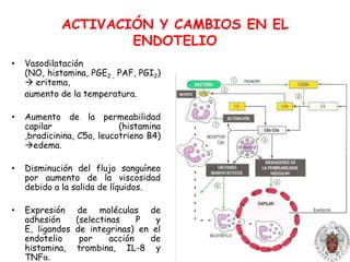 La histamina y la trombina inducen la expresión en el endotelio de la vénula de PAF y la selectina P, que se une débilmente al PSGL-1 de neutrófilos.