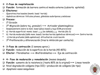 AntioxidantesEnzimas hidrolíticas de los lisosomas leucocitariosProteasas: 