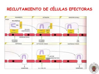 Rodamiento de los leucocitos: adhesión al endotelio por interacciones débiles con selectinas E y P  rodamiento. (Eosinófilos y linfocitos pueden sin implicar selectinas interaccionando con VCAM-1).Activación de leucocitos: mientras ruedan interaccionan con quimiocinas que provocan una reordenación del citoesqueleto (cambio de forma, mayor movilidad) y un aumento de afinidad de las integrinas.Adherencia estable: por medio de integrinas.Transmigración o diapédesis: por reorientación de las integrinas y por acción de quimiocinas ( p.ej:   IL-8, C5a, LTB4).   