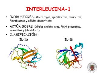 INTERLEUCINA 1RECEPTORES:Tipo I: Sobre la mayoría de células.Tipo II: Sobre linfocitos B, neutrófilos, monocitos y células de la médula óseaEFECTOS:LOCAL: Transmigración de LeucocitosSISTÉMICO: Pirógenos: aumento de la temperatura corporal: fiebre