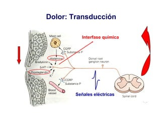 Dolor: Transducción Interfase química Señales eléctricas 
