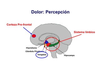 Dolor: Percepción Corteza Pre-frontal Sistema límbico 