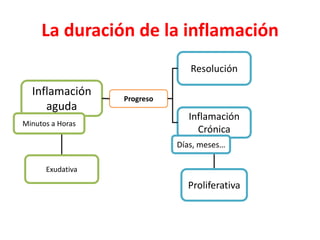 La duración de la inflamación
Inflamación
aguda
Minutos a Horas
Progreso
Resolución
Inflamación
Crónica
Días, meses…
Exudativa
Proliferativa
 