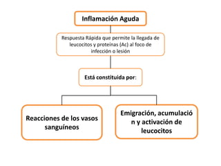 Inflamación Aguda
Respuesta Rápida que permite la llegada de
leucocitos y proteínas (Ac) al foco de
infección o lesión
Está constituida por:
Reacciones de los vasos
sanguíneos
Emigración, acumulació
n y activación de
leucocitos
 