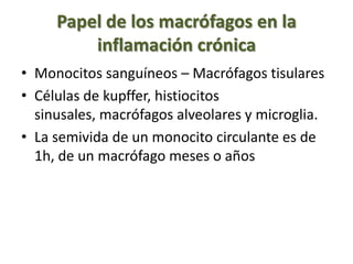 Papel de los macrófagos en la
inflamación crónica
• Monocitos sanguíneos – Macrófagos tisulares
• Células de kupffer, histiocitos
sinusales, macrófagos alveolares y microglia.
• La semivida de un monocito circulante es de
1h, de un macrófago meses o años
 