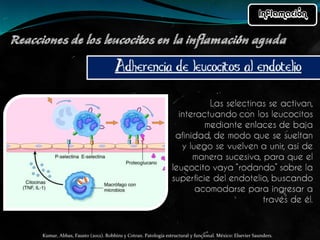 Kumar, Abbas, Fausto (2012). Robbins y Cotran. Patología estructural y funcional. México: Elsevier Saunders. 
 