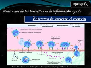Kumar, Abbas, Fausto (2012). Robbins y Cotran. Patología estructural y funcional. México: Elsevier Saunders. 
 