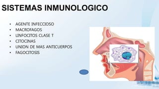 SISTEMAS INMUNOLOGICO
• AGENTE INFECCIOSO
• MACROFAGOS
• LINFOCITOS CLASE T
• CITOCINAS
• UNION DE MAS ANTICUERPOS
• FAGOCITOSIS
 