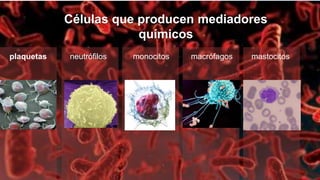Células que producen mediadores
químicos
plaquetas neutrófilos monocitos macrófagos mastocitos
 