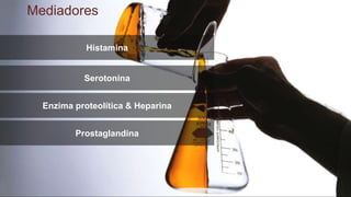 Histamina
Serotonina
Enzima proteolítica & Heparina
Prostaglandina
Mediadores
 