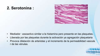 2. Serotonina :
• Mediador vasoactivo similar a la histamina pero presente en las plaquetas.
• Liberada por las plaquetas durante la activación ya agregación plaquetaria
• Provoca dilatación de arteriolas y el incremento de la permeabilidad vascula
r de las vénulas.
 