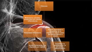 Citocinas
Respuesta inflamatoria
Actúan localmente y se
degradan con rapidez
Actúan uniéndose a
receptores de la
membrana celular sobre
las células blanco o
diana
Favorecen la
proliferación, la
activación y
diferenciación
Mediadores solubles,
producidos por células
inflamatorias
 